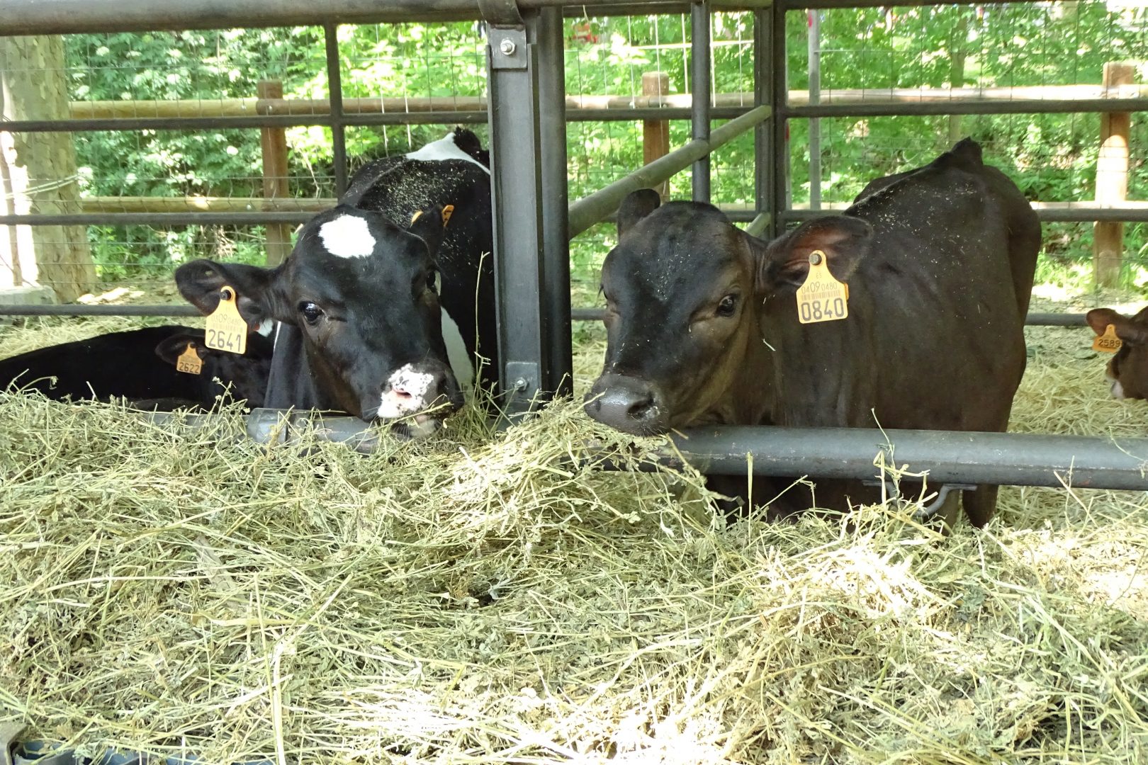 Alfalfa Hay For Cattle Zuzu Agriculture