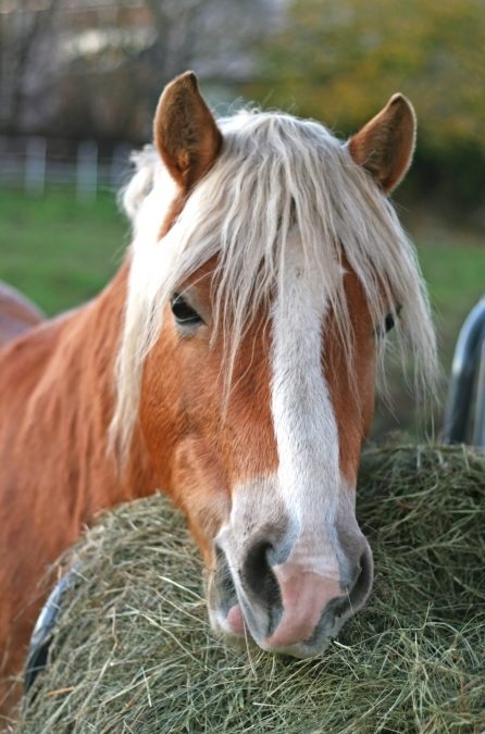 Timothy Hay For Horses – Zuzu Agriculture